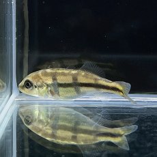 画像1: キクラ・オリノコ　6cm±　1匹 (1)