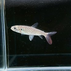 画像4: イエローピンクテールカラシン　6cm±　1匹 (4)