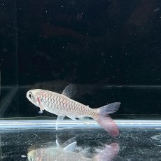 画像1: イエローピンクテールカラシン　6cm±　1匹 (1)