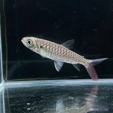 画像3: イエローピンクテールカラシン　6cm±　1匹 (3)
