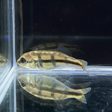 画像2: キクラ・オリノコ　6cm±　1匹 (2)