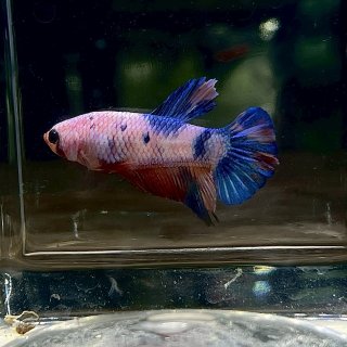 ♪M-betta　プラカット　オス　No82 第82回 ブルー＆ブラック・プラカット\u201d２０２０\u201d ｜ 魚づくりは水作り