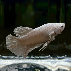 画像3: (1)現物写真　ベタ　PKHMホワイトプラチナ　Mサイズ　オス　1匹　写真の個体が届きます (3)