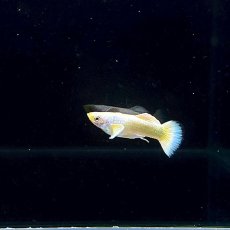 画像1: フルゴールドダンボイヤーグッピー　オス♂　Mサイズ (1)