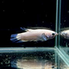 画像2: (5)現物写真　ベタ　プラカットブルーリム　Mサイズ　オス　1匹　写真の個体が届きます (2)
