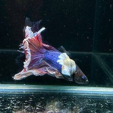 画像3: (3)現物写真　PKHM エレファントイヤー　ベタ　オス　Mサイズ　1匹　写真の個体が届きます (3)