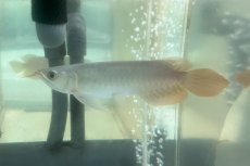 画像2: (2)現物写真　アジアアロワナ　スーパーレッド　紅龍　16cm±　1匹　写真の個体を届けます (2)