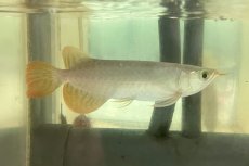 画像2: (11)現物写真　アジアアロワナ　スーパーレッド　紅龍　18cm±　1匹　写真の個体を届けます (2)