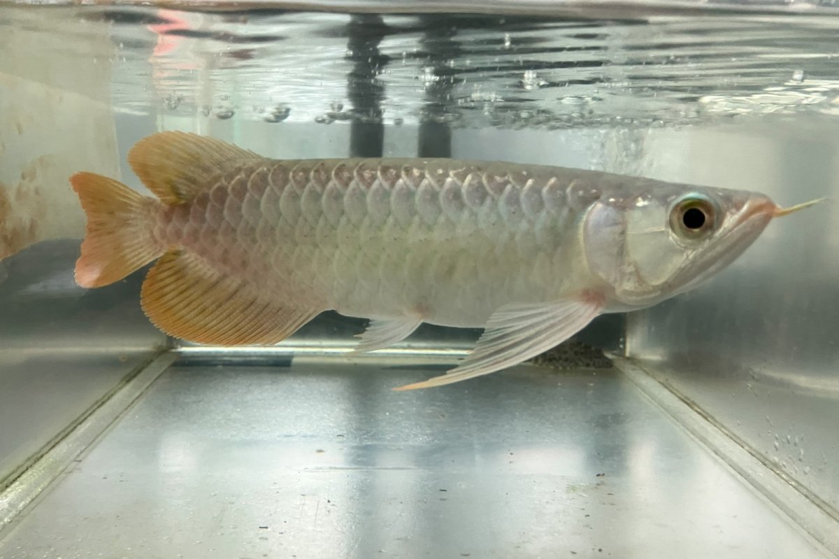 画像1: (7)現物写真　アジアアロワナ　スーパーレッド　紅龍　25cm±　1匹　写真の個体を届けます (1)