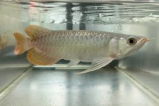 画像1: (7)現物写真　アジアアロワナ　スーパーレッド　紅龍　25cm±　1匹　写真の個体を届けます (1)