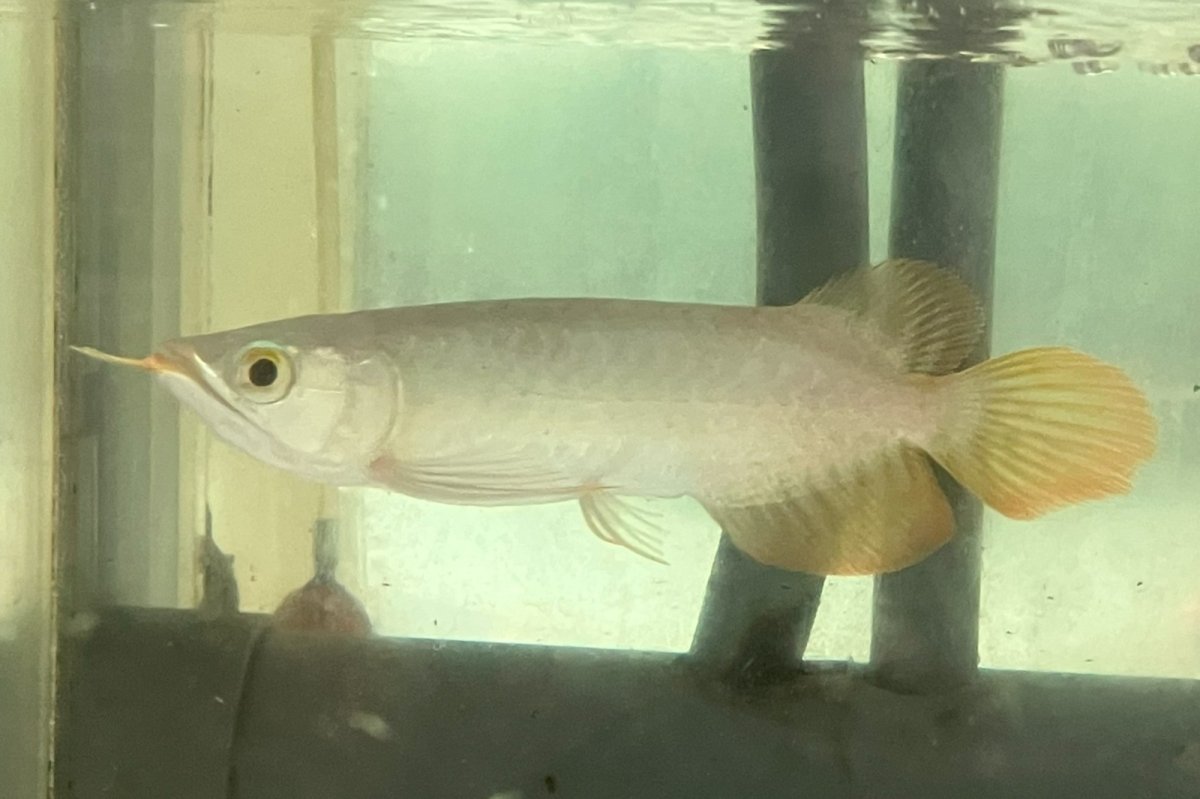 画像1: (11)現物写真　アジアアロワナ　スーパーレッド　紅龍　18cm±　1匹　写真の個体を届けます (1)