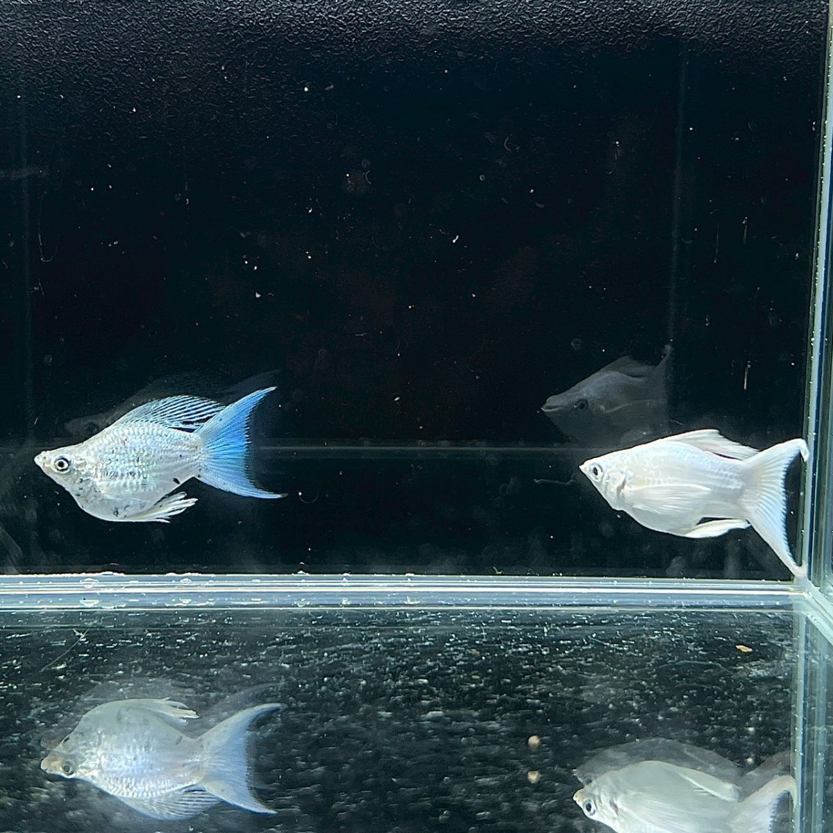 画像4: プラチナライアーテールバルーンモーリー　MLサイズ (4)