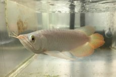 画像2: (8)現物写真　アジアアロワナ　スーパーレッド　紅龍　25cm±　（スプーン）　1匹　写真の個体を届けます (2)