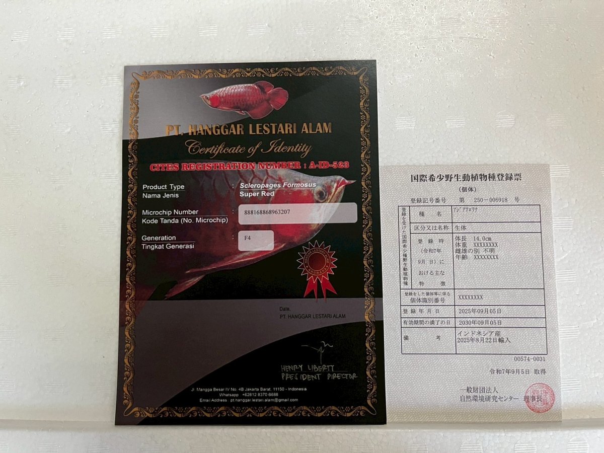 画像3: (6)現物写真　アジアアロワナ　スーパーレッド　紅龍　16cm±　1匹　写真の個体を届けます (3)