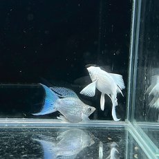 画像1: プラチナライアーテールバルーンモーリー　MLサイズ (1)