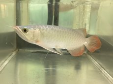 画像2: (10)現物写真　アジアアロワナ　スーパーレッド　紅龍　25cm±　1匹　写真の個体を届けます (2)