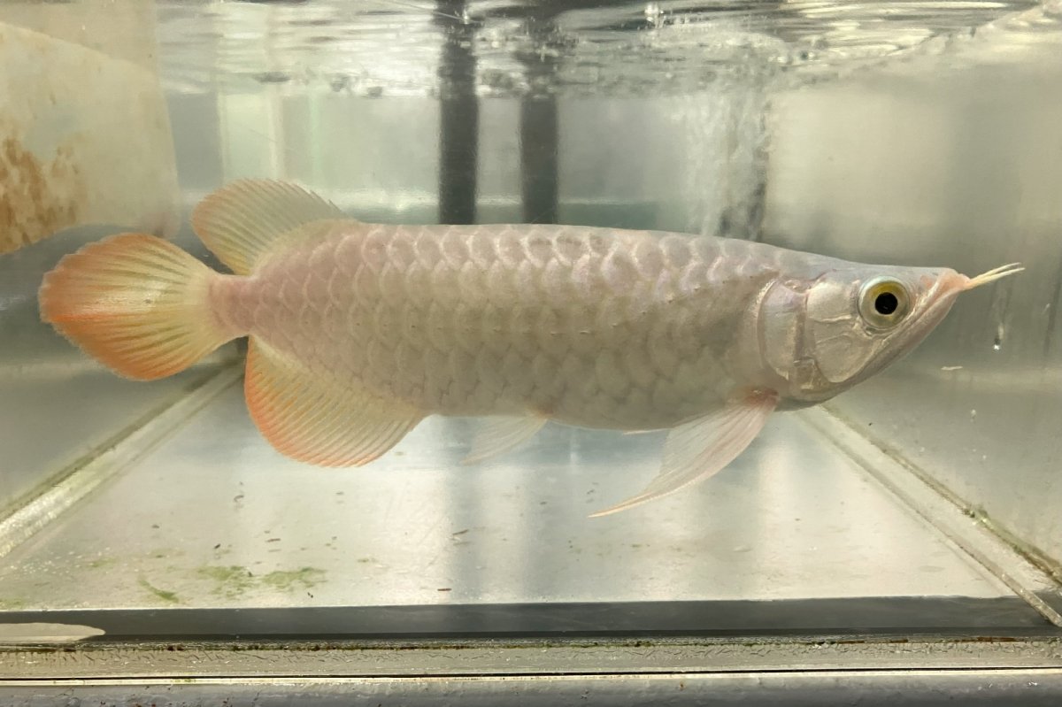 画像1: (8)現物写真　アジアアロワナ　スーパーレッド　紅龍　25cm±　（スプーン）　1匹　写真の個体を届けます (1)