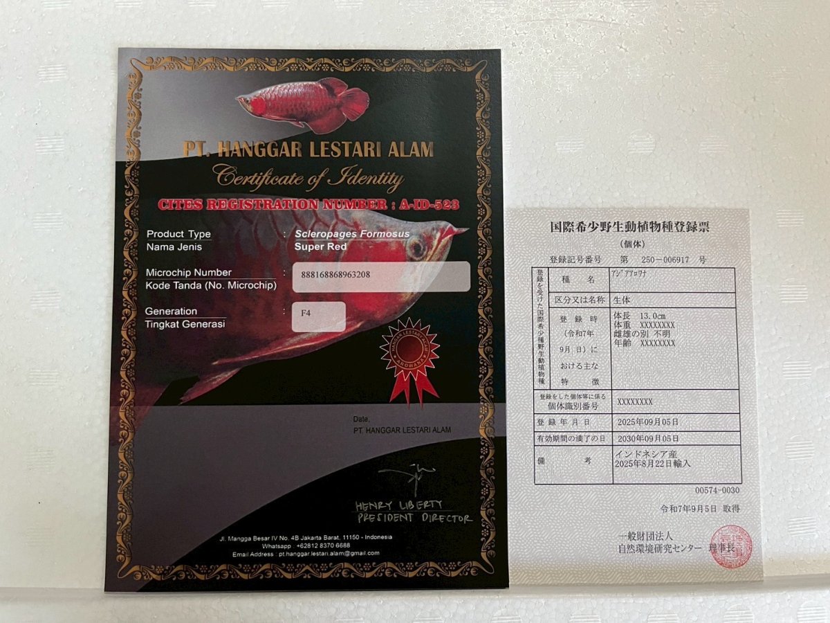 画像3: (7)現物写真　アジアアロワナ　スーパーレッド　紅龍　25cm±　1匹　写真の個体を届けます (3)