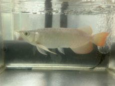 画像3: (8)現物写真　アジアアロワナ　スーパーレッド　紅龍　25cm±　（スプーン）　1匹　写真の個体を届けます (3)