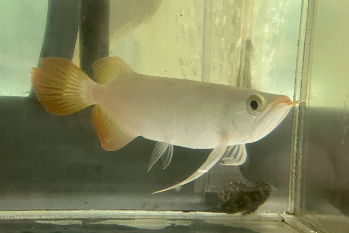 画像1: (13)現物写真　アジアアロワナ　スーパーレッド　紅龍　17cm±　1匹　写真の個体を届けます (1)