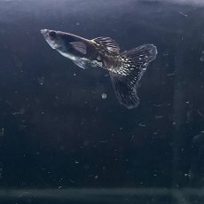 画像2: メタルスネークスキンブラックレースグッピー　オス♂　Mサイズ (2)