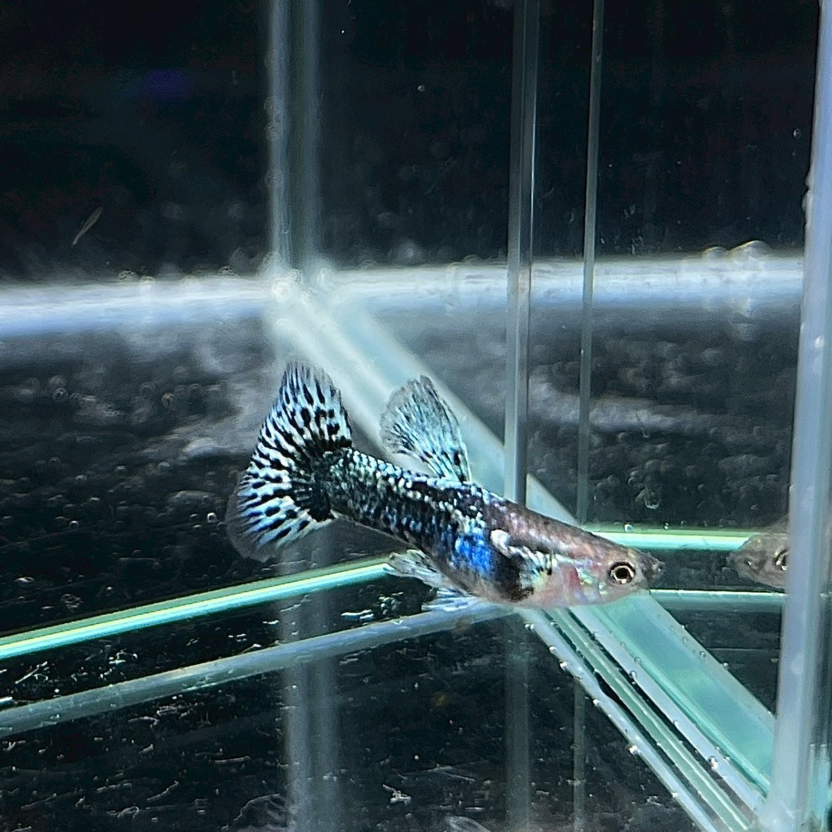 画像2: グリーン＆ブルードラゴン　グッピー　オス♂　Mサイズ (2)