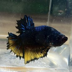 画像1: (18）現物写真　ショートフィンベタ　オス　Mサイズ　1匹　写真の個体が届きます (1)