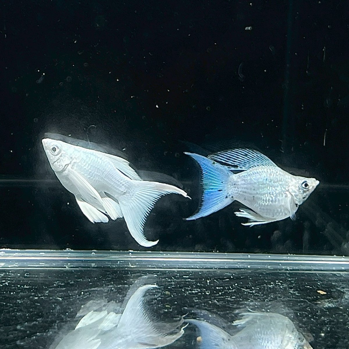 画像3: プラチナライアーテールバルーンモーリー　MLサイズ (3)