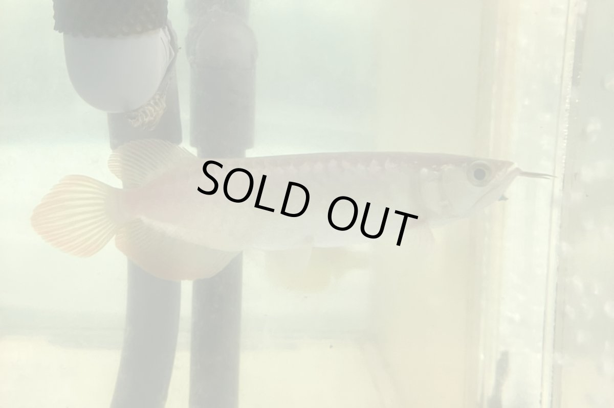 画像1: (3)現物写真　アジアアロワナ　スーパーレッド　紅龍　16cm±　1匹　写真の個体を届けます (1)