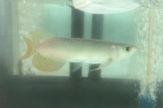 画像2: (6)現物写真　アジアアロワナ　スーパーレッド　紅龍　16cm±　1匹　写真の個体を届けます (2)