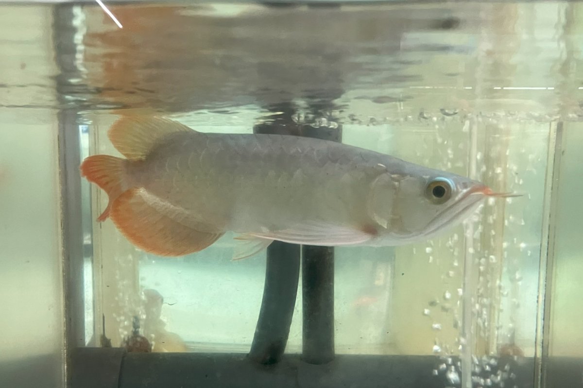 画像1: (1)現物写真　アジアアロワナ　スーパーレッド　紅龍　25cm±　1匹　写真の個体を届けます (1)