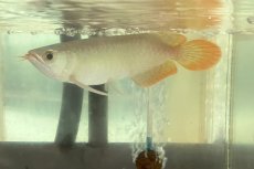 画像2: (14)現物写真　アジアアロワナ　スーパーレッド　紅龍　25cm±　1匹　写真の個体を届けます (2)