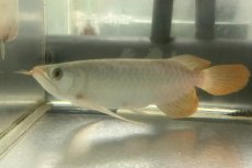 画像2: (7)現物写真　アジアアロワナ　スーパーレッド　紅龍　25cm±　1匹　写真の個体を届けます (2)