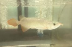 画像1: (5)現物写真　アジアアロワナ　スーパーレッド　紅龍　25cm±　1匹　写真の個体を届けます (1)