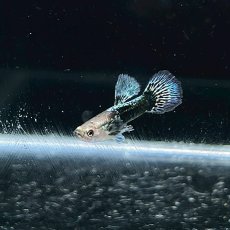 画像4: グリーン＆ブルードラゴン　グッピー　オス♂　Mサイズ (4)