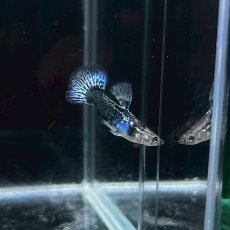 画像3: グリーン＆ブルードラゴン　グッピー　オス♂　Mサイズ (3)
