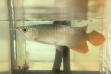 画像2: (1)現物写真　アジアアロワナ　スーパーレッド　紅龍　25cm±　1匹　写真の個体を届けます (2)