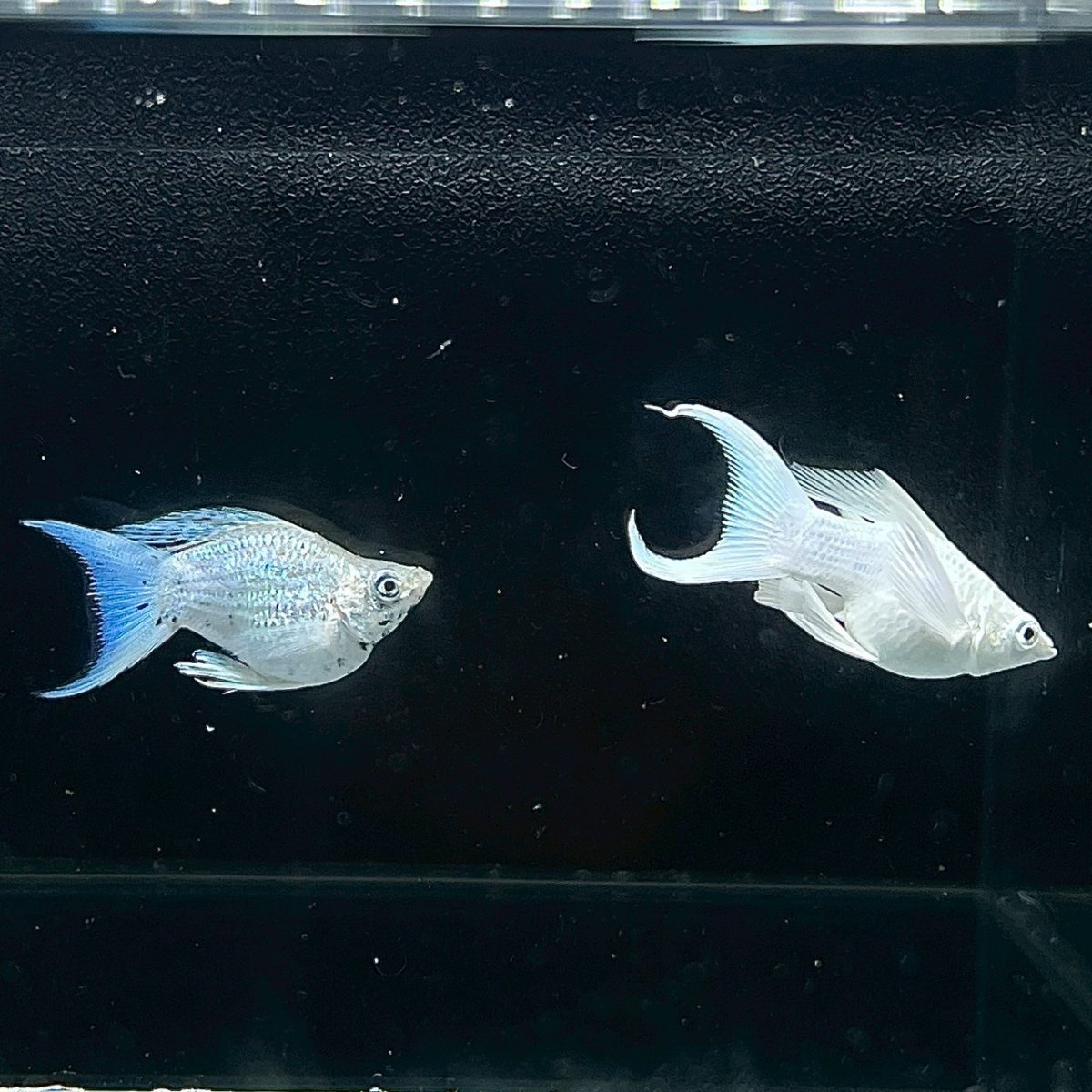 画像5: プラチナライアーテールバルーンモーリー　MLサイズ (5)