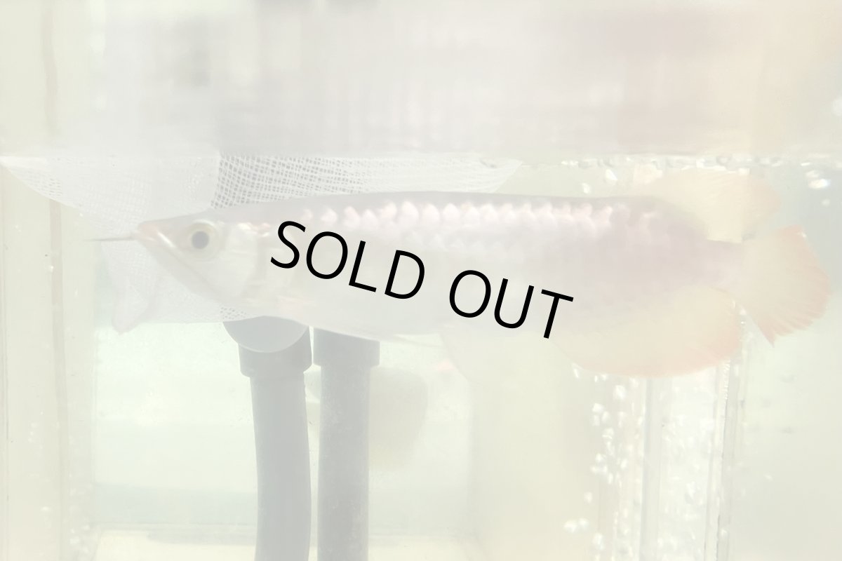 画像2: (3)現物写真　アジアアロワナ　スーパーレッド　紅龍　16cm±　1匹　写真の個体を届けます (2)