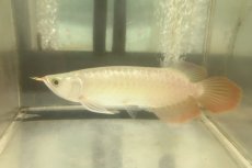 画像2: (5)現物写真　アジアアロワナ　スーパーレッド　紅龍　25cm±　1匹　写真の個体を届けます (2)