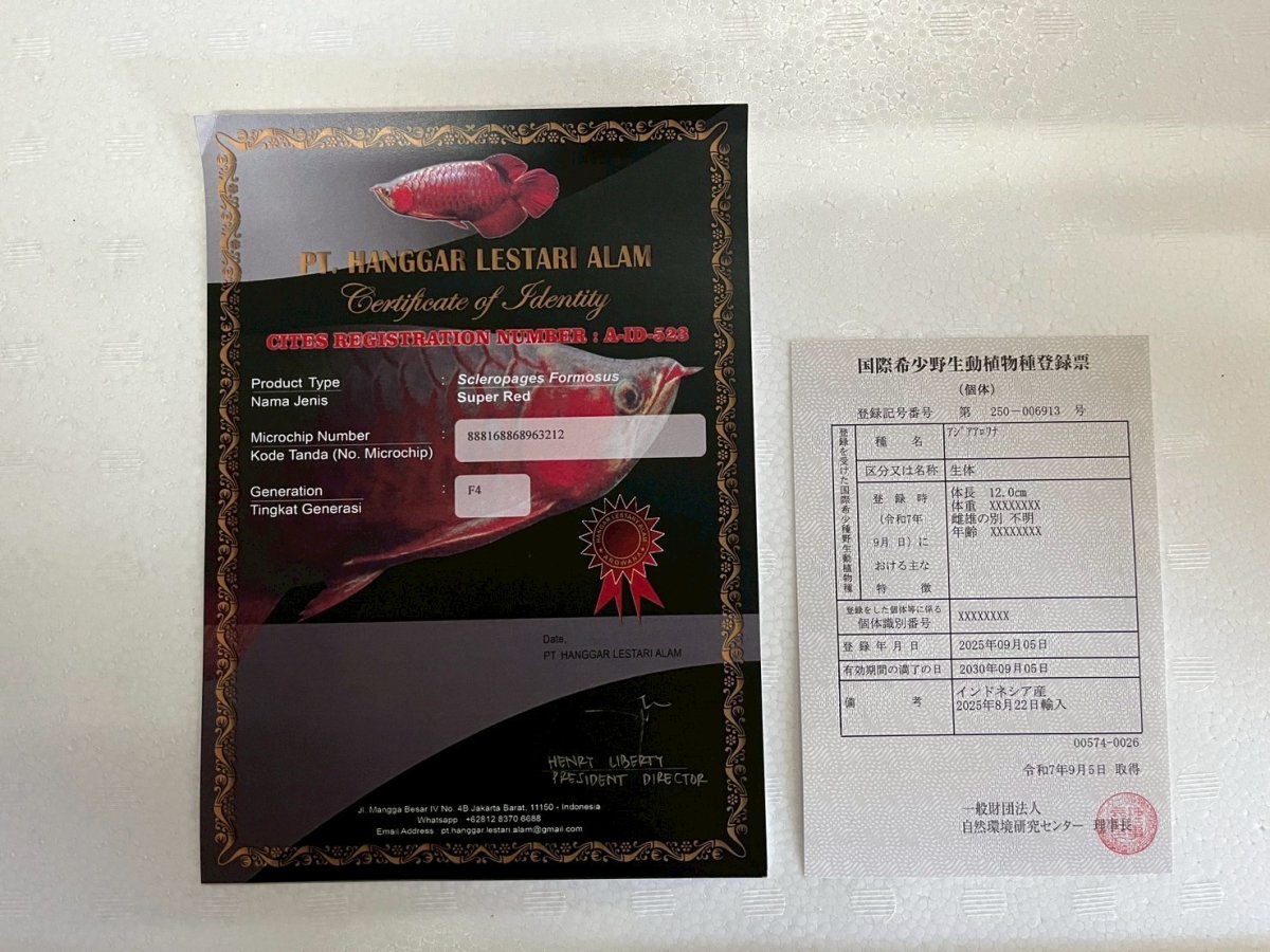 画像3: (11)現物写真　アジアアロワナ　スーパーレッド　紅龍　18cm±　1匹　写真の個体を届けます (3)