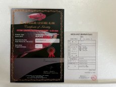 画像3: (18)現物写真　アジアアロワナ　スーパーレッド　紅龍　25cm±　1匹　写真の個体を届けます (3)