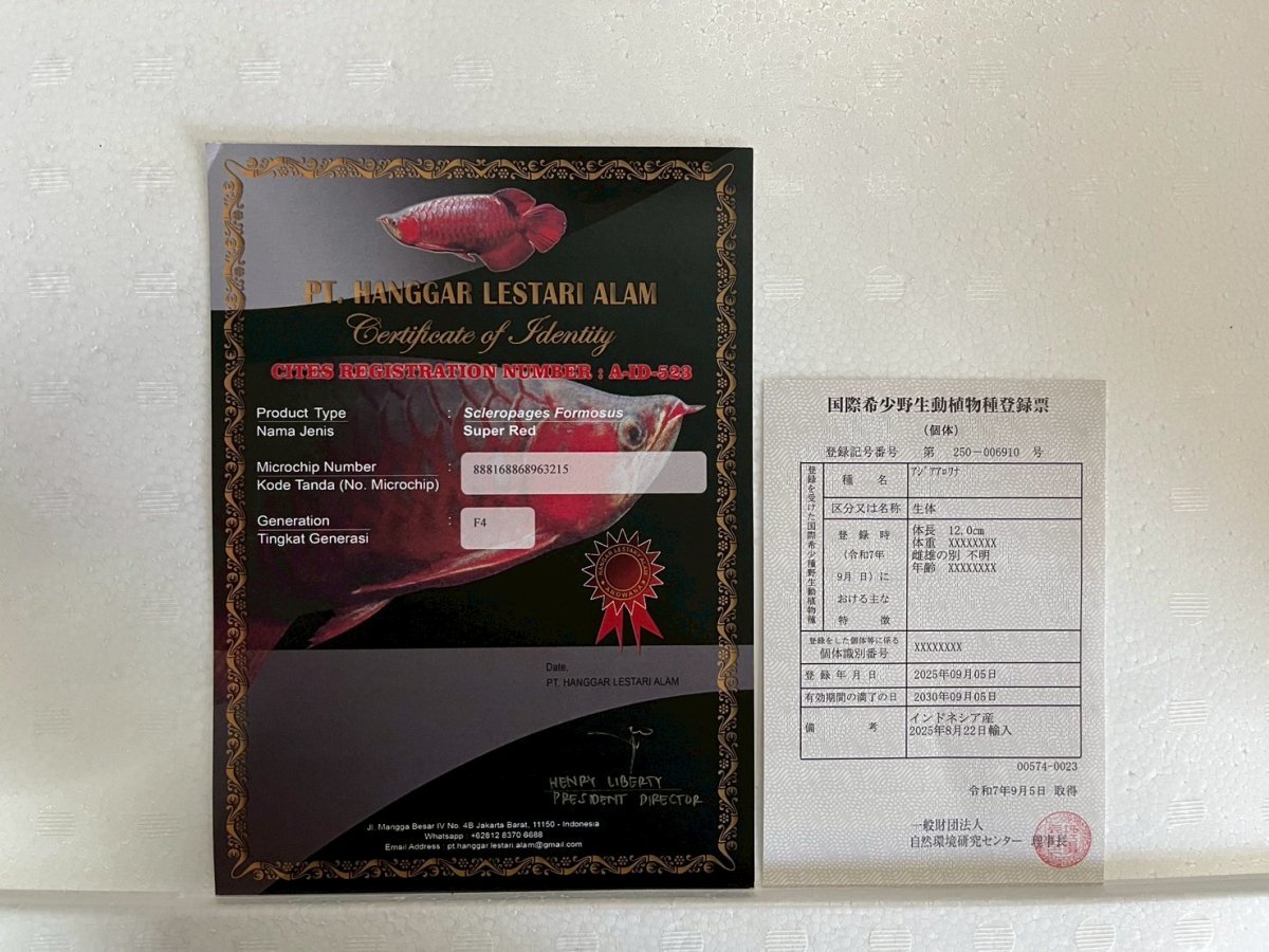 画像3: (14)現物写真　アジアアロワナ　スーパーレッド　紅龍　25cm±　1匹　写真の個体を届けます (3)