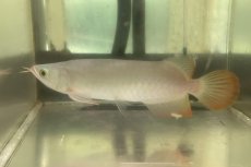 画像2: (18)現物写真　アジアアロワナ　スーパーレッド　紅龍　25cm±　1匹　写真の個体を届けます (2)