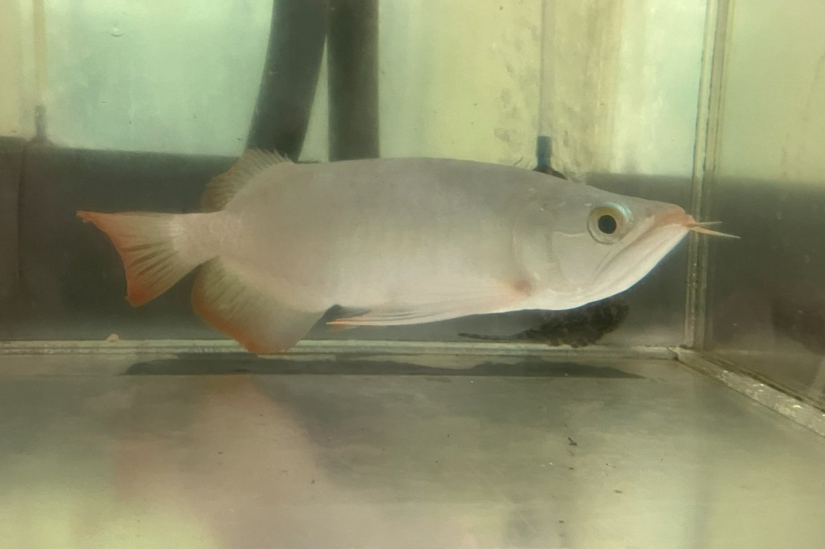 画像1: (18)現物写真　アジアアロワナ　スーパーレッド　紅龍　25cm±　1匹　写真の個体を届けます (1)