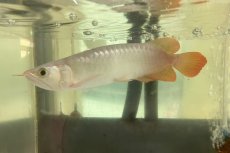 画像2: (15)現物写真　アジアアロワナ　スーパーレッド　紅龍　17cm±　1匹　写真の個体を届けます (2)