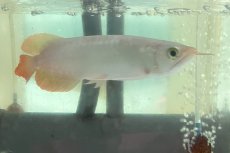 画像1: (15)現物写真　アジアアロワナ　スーパーレッド　紅龍　17cm±　1匹　写真の個体を届けます (1)