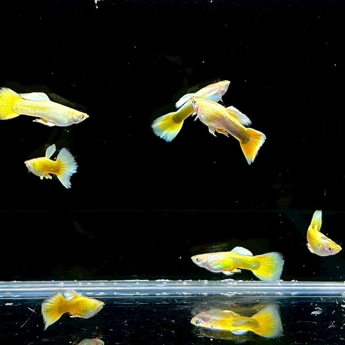 画像4: ゴールドグッピー　オス♂　Mサイズ (4)