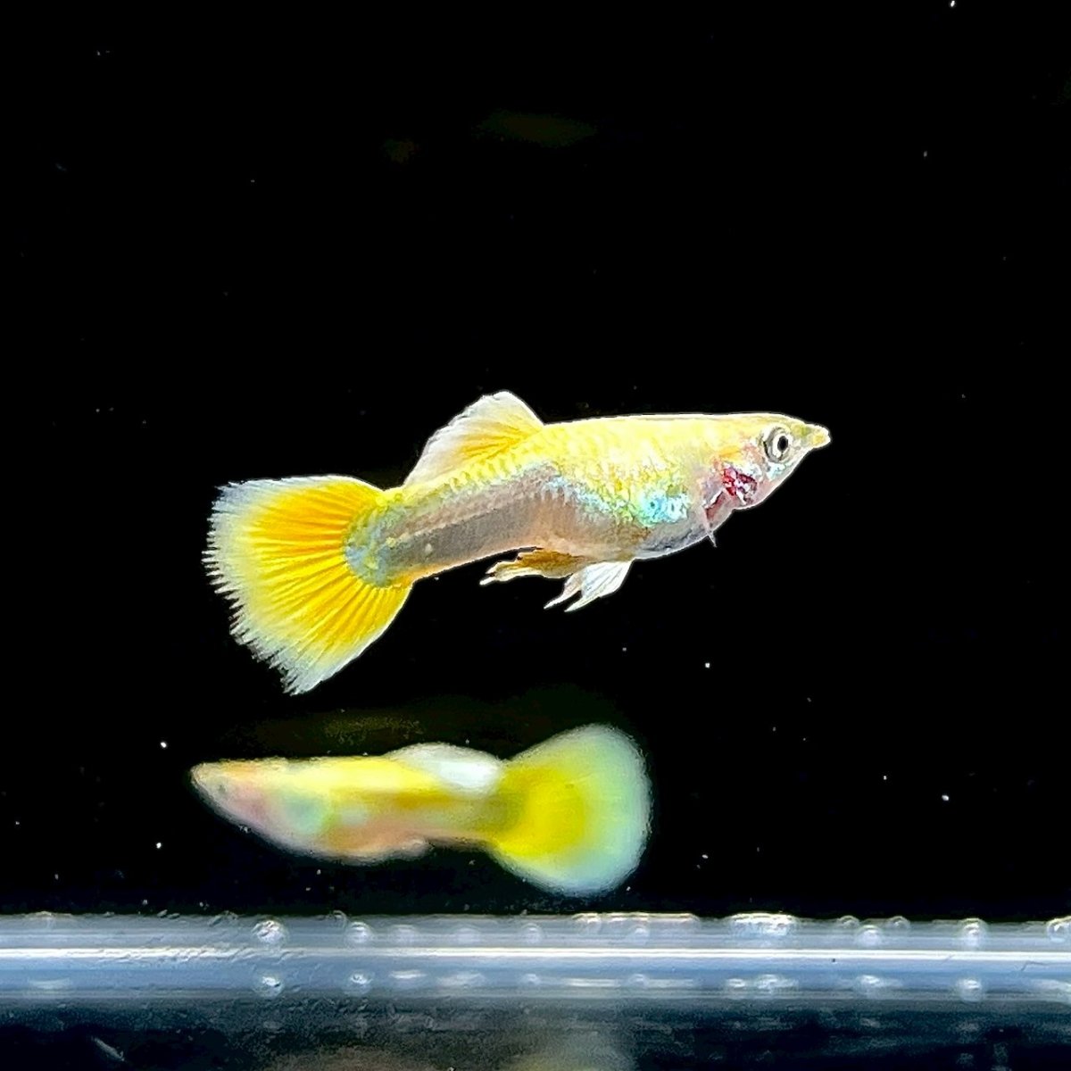 画像2: ゴールドグッピー　オス♂　Mサイズ (2)