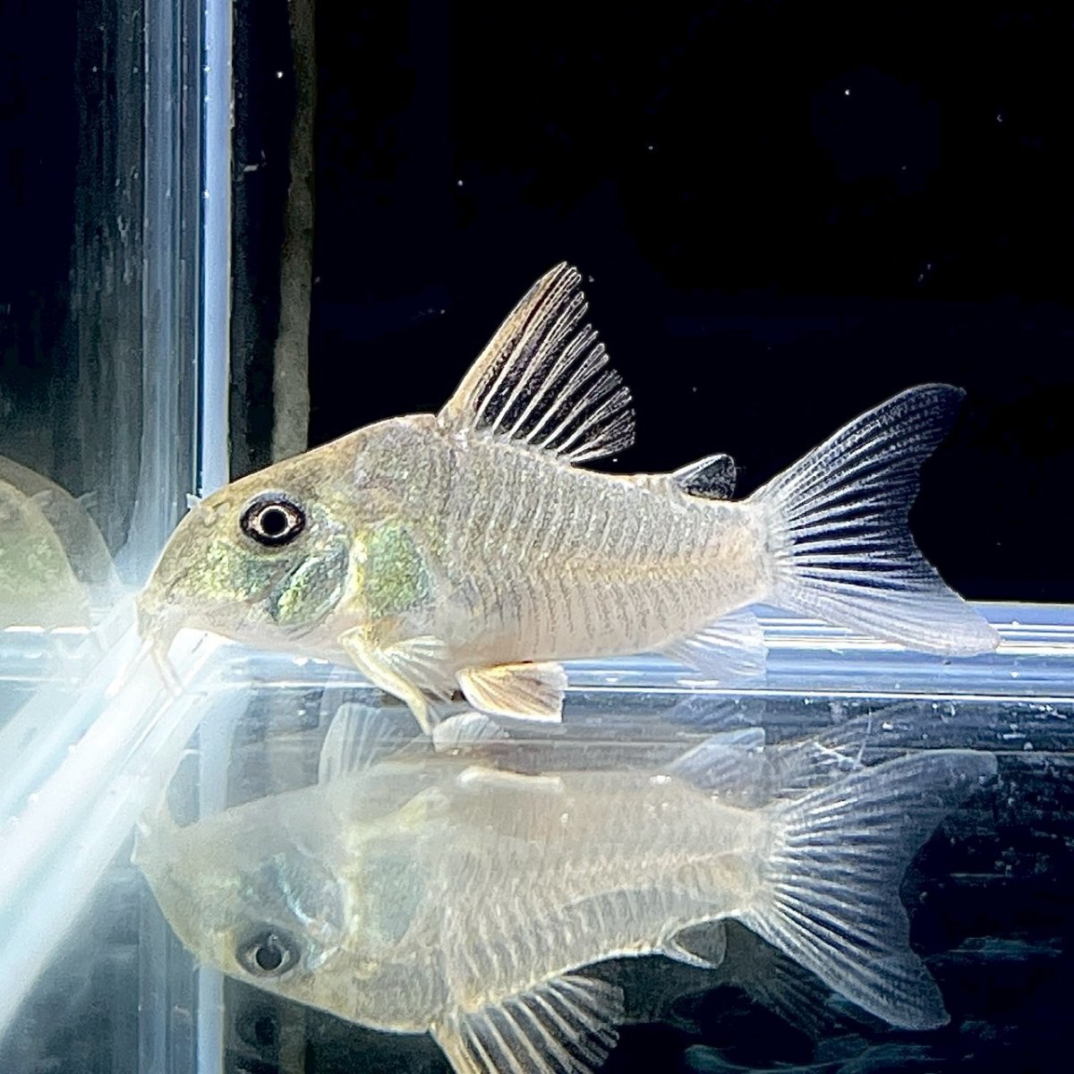 画像1: コリドラス・コンコロール　 Mサイズ　1匹 (1)